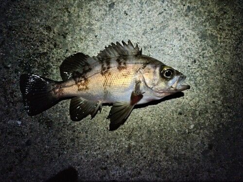 メバルの釣果