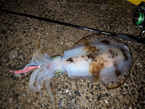 アオリイカの釣果