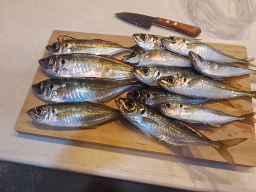 アジの釣果