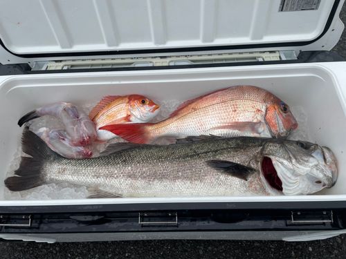 スズキの釣果
