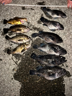 マゾイの釣果