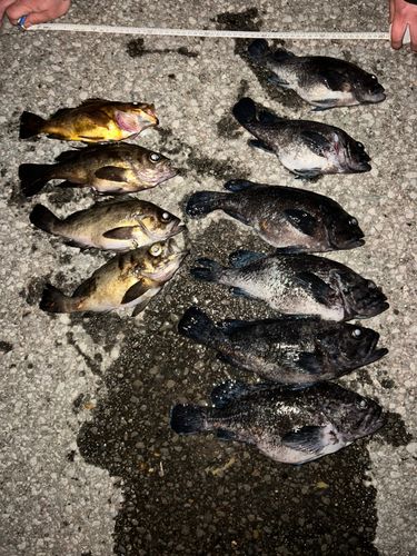 マゾイの釣果