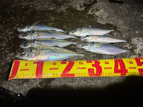 アジの釣果