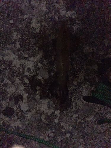 マメイカの釣果