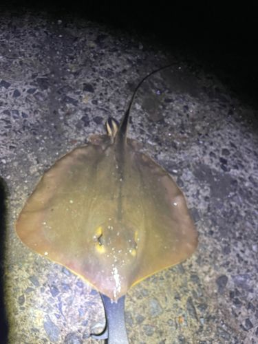 アカエイの釣果