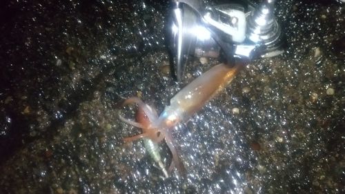 スルメイカの釣果