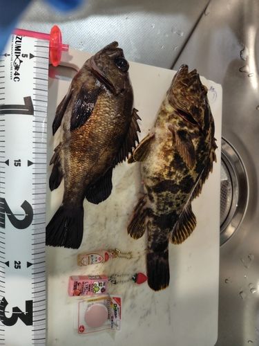 タケノコメバルの釣果