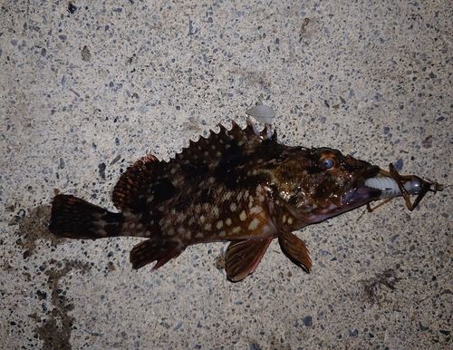 カサゴの釣果