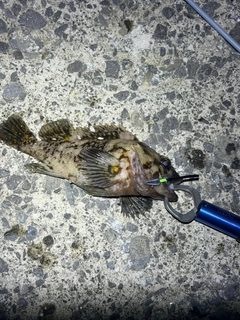 オウゴンムラソイの釣果