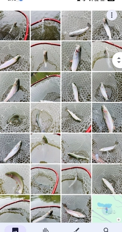 ニジマスの釣果
