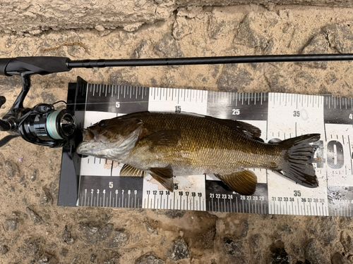 スモールマウスバスの釣果