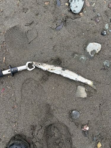 カマスの釣果