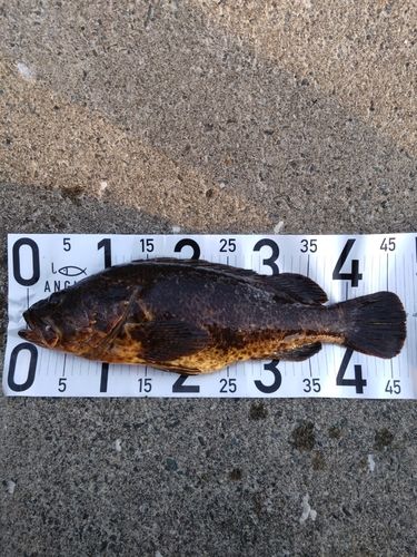 ベッコウゾイの釣果