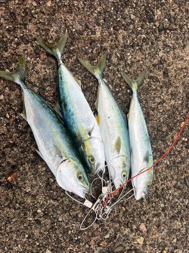 コゾクラの釣果