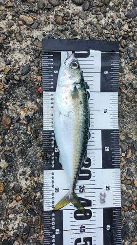サバの釣果