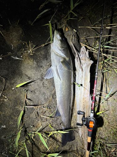 スズキの釣果