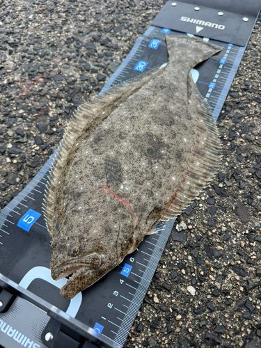 ヒラメの釣果