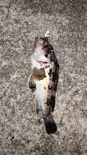 クロソイの釣果