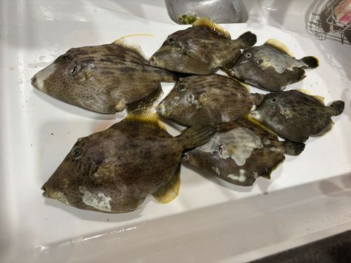 カワハギの釣果