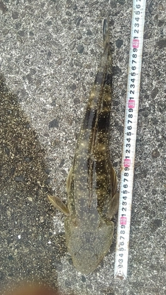 マゴチの釣果