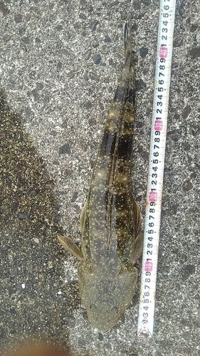 マゴチの釣果
