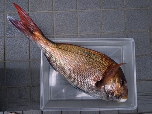 マダイの釣果