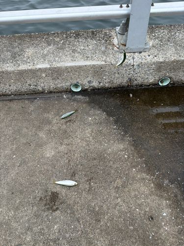 サッパの釣果