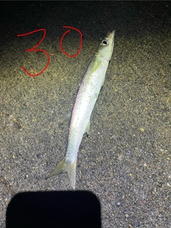 カマスの釣果