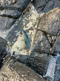 ワラサの釣果