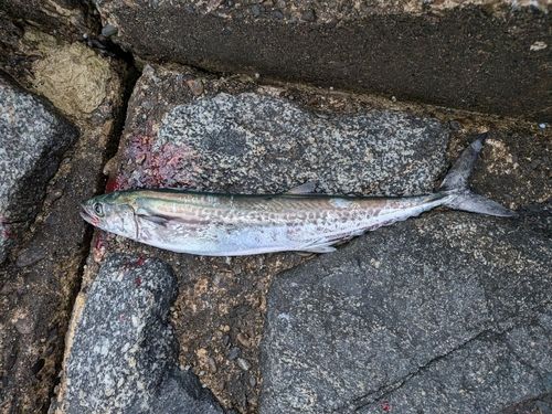 サゴシの釣果