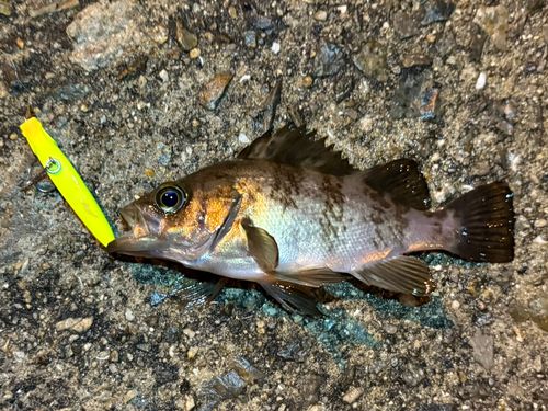 メバルの釣果