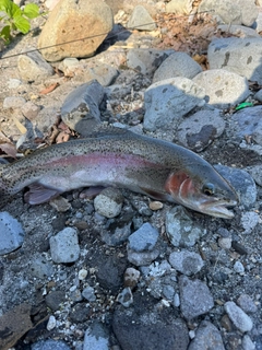 ニジマスの釣果