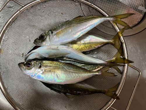 マアジの釣果