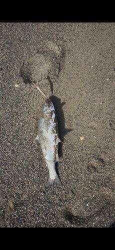 サクラマスの釣果