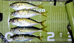 マアジの釣果