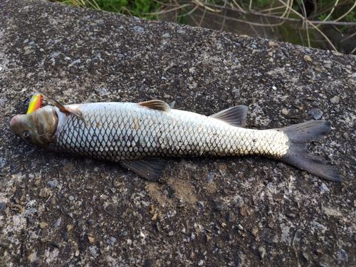 ニゴイの釣果
