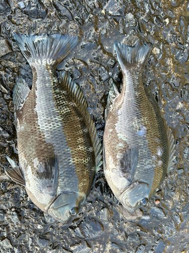 クチブトグレの釣果