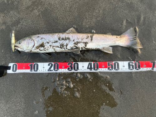 アメマスの釣果