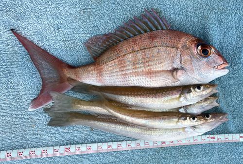 キスの釣果