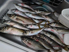 アジの釣果