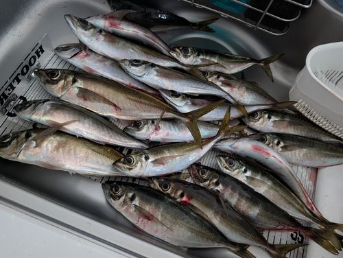 アジの釣果
