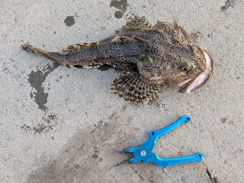 カジカの釣果
