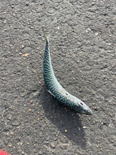 サバの釣果