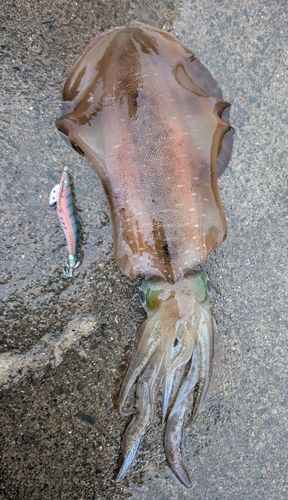 アオリイカの釣果