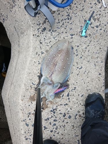 モンゴウイカの釣果