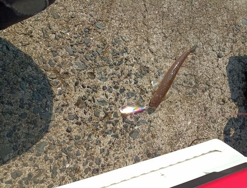 エソの釣果