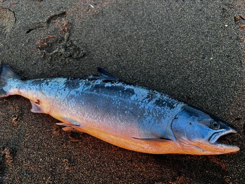 サクラマスの釣果