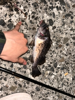 クロソイの釣果
