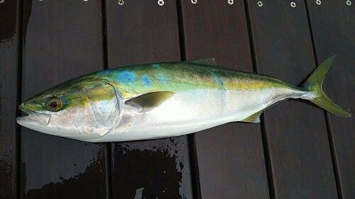 イナダの釣果