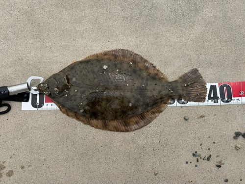 カレイの釣果